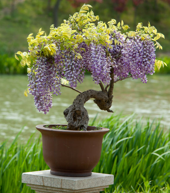 Baum Im Kübel